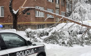 Foto: A. K. / Radiosarajevo.ba / Stablo na Grbavici palo na ženu