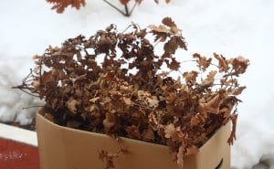 Foto: Dž. K. / Radiosarajevo.ba / Badnjak