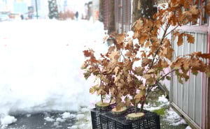 Foto: Dž. K. / Radiosarajevo.ba / Badnjak