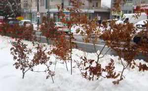 Foto: Dž. K. / Radiosarajevo.ba / Badnjak