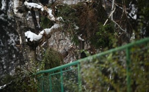 Foto: A. K. / Radiosarajevo.ba / Srušeno stablo ispred osnovne škole