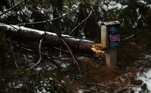 Foto: A. K. / Radiosarajevo.ba / Srušeno stablo ispred osnovne škole