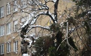 Foto: A. K. / Radiosarajevo.ba / Srušeno stablo ispred osnovne škole