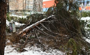 Foto: A. K. / Radiosarajevo.ba / Srušeno stablo ispred osnovne škole