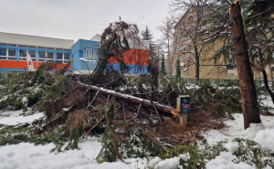 Foto: A. K. / Radiosarajevo.ba / Srušeno stablo ispred osnovne škole