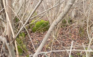 Foto: Bassania / Uništene nekropole