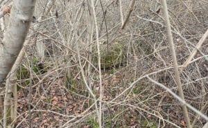 Foto: Bassania / Uništene nekropole