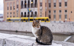 Foto: Instagram / Mačak Fatmir (@inat_kuca)