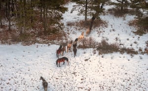 Foto: Boris Trogrančić / Divlji konji kod Livna