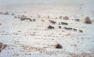 Foto: Boris Trogrančić / Divlji konji kod Livna