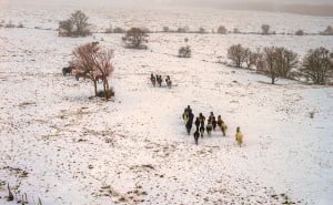 Foto: Boris Trogrančić / Divlji konji kod Livna