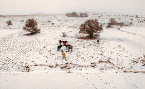 Foto: Boris Trogrančić / Divlji konji kod Livna