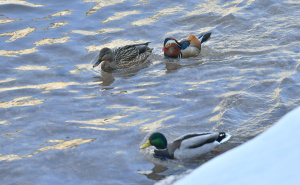 Foto: A. K. / Radiosarajevo.ba / Patke u Miljacki