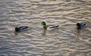 Foto: A. K. / Radiosarajevo.ba / Patke u Miljacki