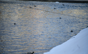 Foto: A. K. / Radiosarajevo.ba / Patke u Miljacki