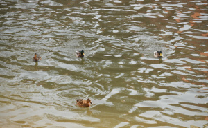 Foto: A. K. / Radiosarajevo.ba / Patke u Miljacki