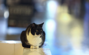 Foto: Dž.K. / Radiosarajevo.ba / Šetnja Sarajevom