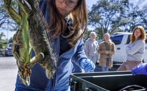 Foto: EPA / Zaleđena iguana