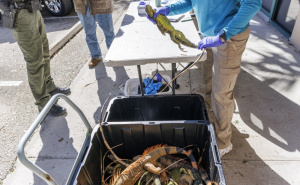 Foto: EPA / Zaleđene iguane, Florida