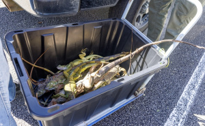 Foto: EPA / Zaleđene iguane, Florida