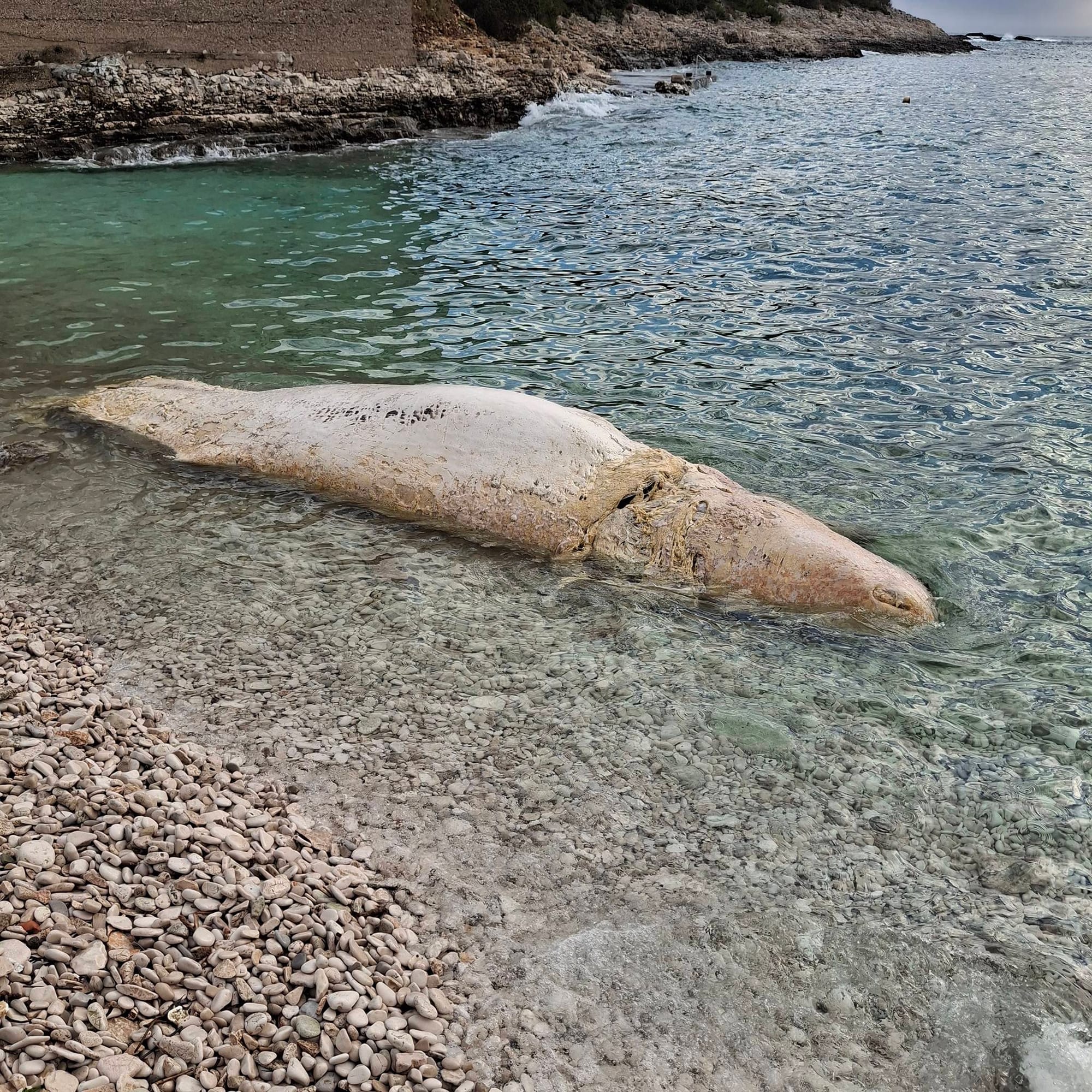 Truplo nepoznatog morskog sisavca u uvali Vela Travna