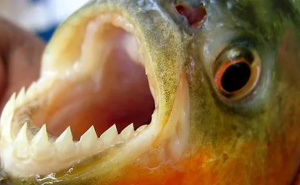 Foto: The Sun / Uznemirujući napadi pirana