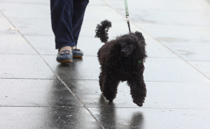 Foto: Dž. K. / Radiosarajevo.ba / Šetnja Sarajevom