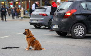 Foto: Dž. K. / Radiosarajevo.ba / Pas Moka na protestima