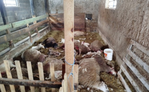 Foto: Agroklub / Psi usmrtili skoro cijelo stado ovaca
