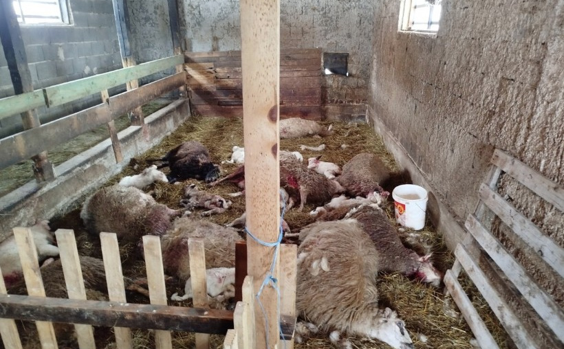 Psi usmrtili skoro cijelo stado ovaca