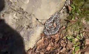 Foto: Screenshot / Poskok