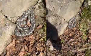 Foto: Screenshot / Facebook / Poskok snimljen na izletištu u Banjoj Luci