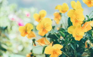 Foto: Pexels / Viola