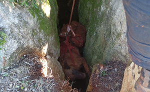 Foto: HGSS / Akcija spašavanja psa i čovjeka