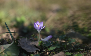 Foto: N.G./Radiosarajevo.ba / Šafrani u bašti Zemaljskog muzeja