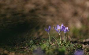 Foto: N.G./Radiosarajevo.ba / Šafrani u bašti Zemaljskog muzeja