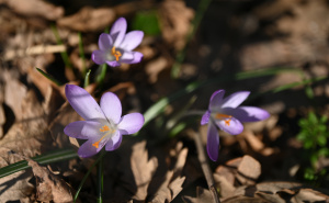 Foto: N.G./Radiosarajevo.ba / Šafrani u bašti Zemaljskog muzeja