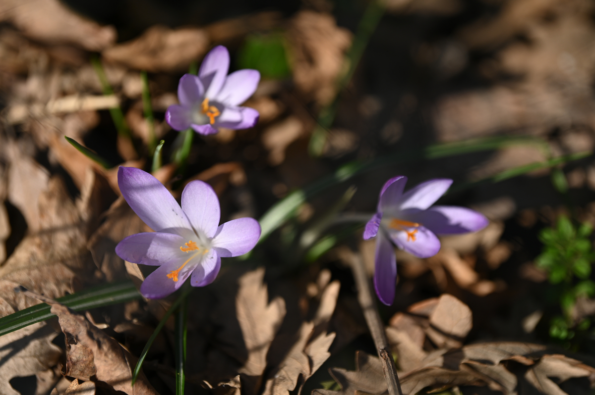 Šafrani u bašti Zemaljskog muzeja