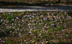 Foto: N.G./Radiosarajevo.ba / Šafrani u bašti Zemaljskog muzeja