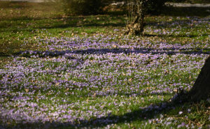 Foto: N.G./Radiosarajevo.ba / Šafrani u bašti Zemaljskog muzeja