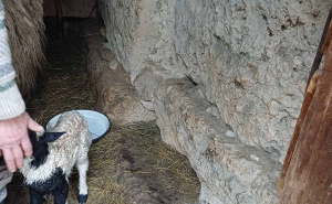 Foto: Bassania / Stećci u Goduši (Visoko)