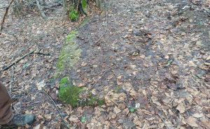 Foto: Fondacija "Čuvari baštine - Bassania" / Nekropola stećaka