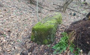 Foto: Fondacija "Čuvari baštine - Bassania" / Nekropola stećaka