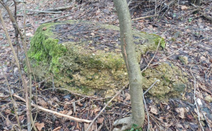 Foto: Fondacija "Čuvari baštine - Bassania" / Nekropola stećaka