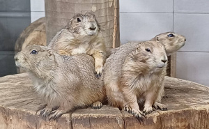 Foto: KJKP Park Sarajevo / Nove životinjske vrste