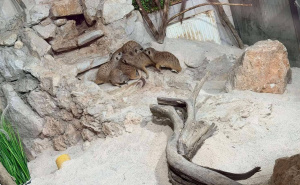 Foto: KJKP Park Sarajevo / Nove životinjske vrste