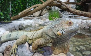 Foto: KJKP Park Sarajevo / Nove životinjske vrste