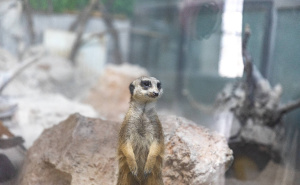 Foto: KJKP Park Sarajevo / Nove životinjske vrste