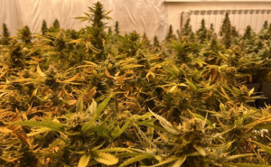 Foto: MUP KS / Pronađene dvije laboratorije za uzgoj marihuane