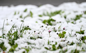 Foto: N.G./Radiosarajevo.ba / Snijeg u Sarajevu